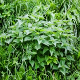 Nettle Root